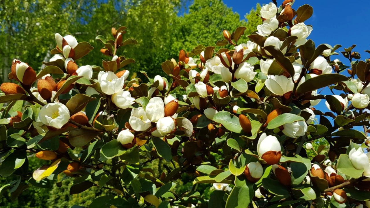 M. laevifolia 'Gail's Favourite'